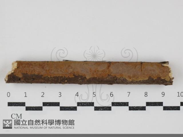 登錄號:F0034780藏品圖，第1張