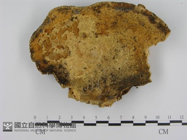 登錄號:F0012780藏品圖，第1張