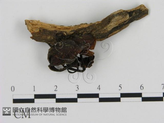 登錄號:F0007780藏品圖，第1張