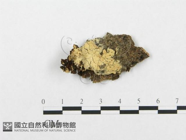 登錄號:F0017780藏品圖，第1張