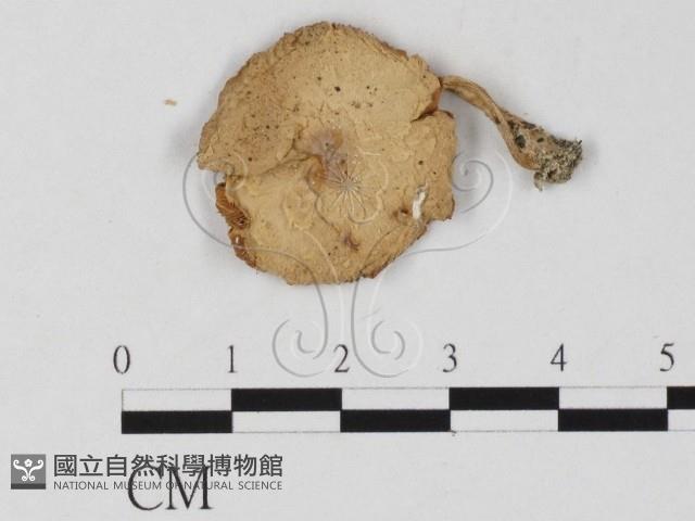 登錄號:F0025780藏品圖，第1張