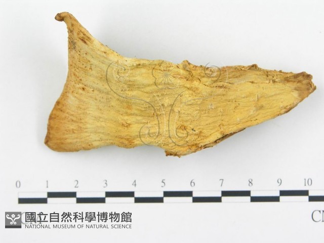 登錄號:F0005780藏品圖，第1張