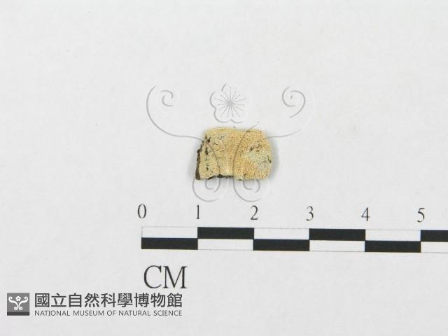 登錄號:F0015780藏品圖，第1張