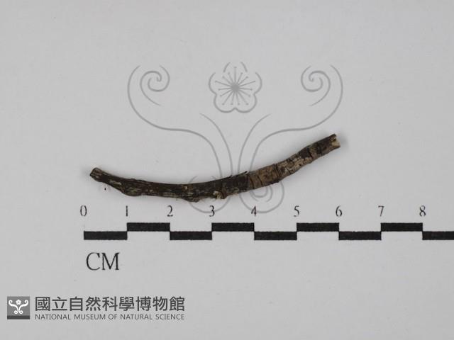 登錄號:F0029780藏品圖，第1張