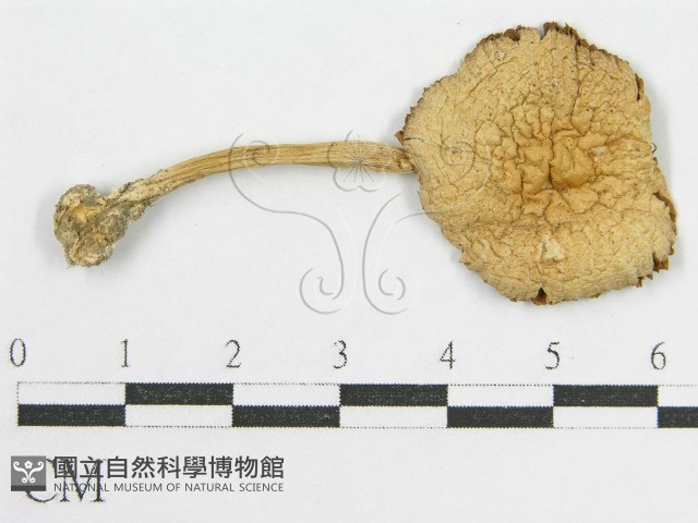 變色糞傘藏品圖，第1張