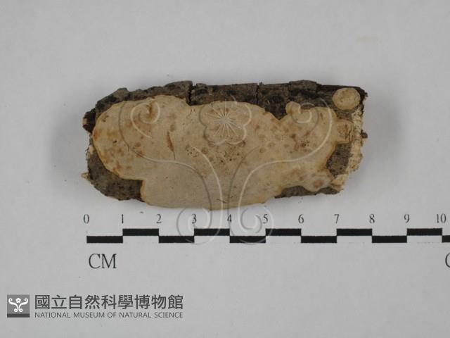 多年臥孔菌屬藏品圖，第1張