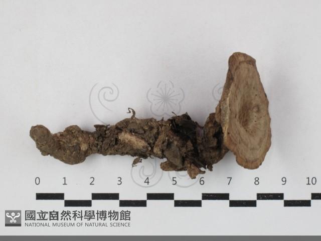 登錄號:F0033780藏品圖，第1張