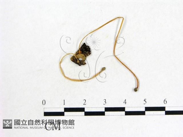 登錄號:F0008580藏品圖，第1張