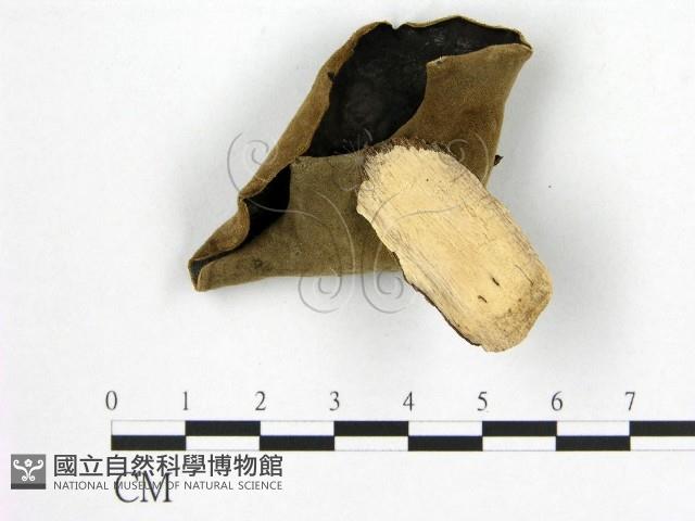 毛木耳藏品圖，第1張