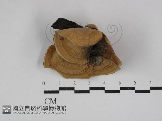 蠔韌革菌藏品圖，第1張