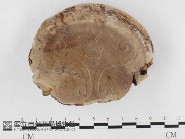 登錄號:F0026580藏品圖，第1張