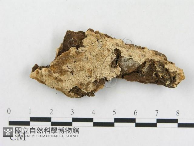 登錄號:F0006580藏品圖，第1張