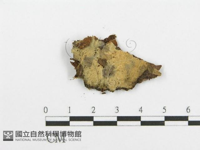 登錄號:F0016580藏品圖，第1張