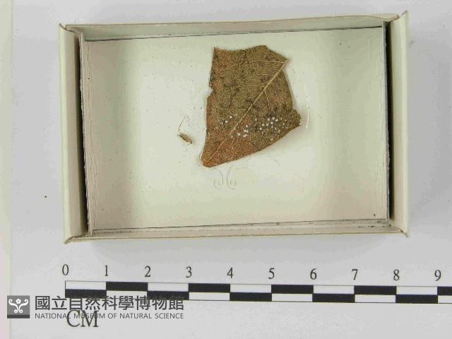 登錄號:F0021580藏品圖，第1張