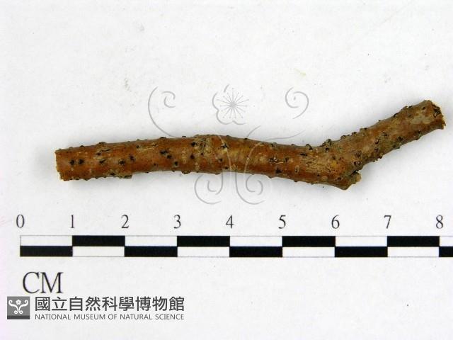 登錄號:F0011580藏品圖，第1張