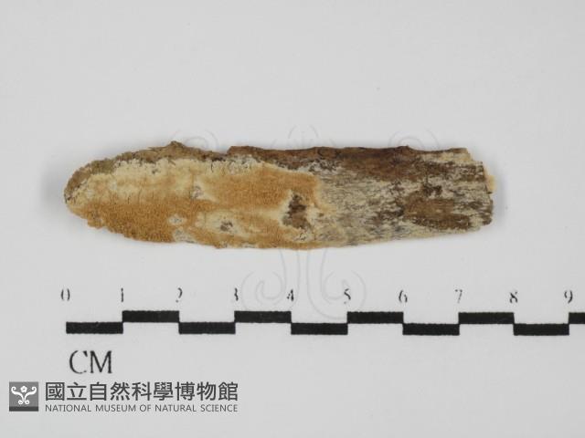 登錄號:F0031580藏品圖，第1張