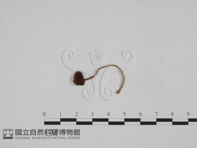 登錄號:F0024580藏品圖，第1張