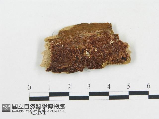 登錄號:F0004580藏品圖，第1張