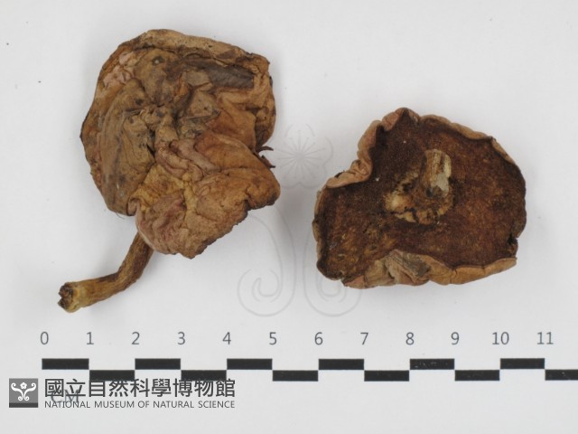 登錄號:F0014580藏品圖，第1張