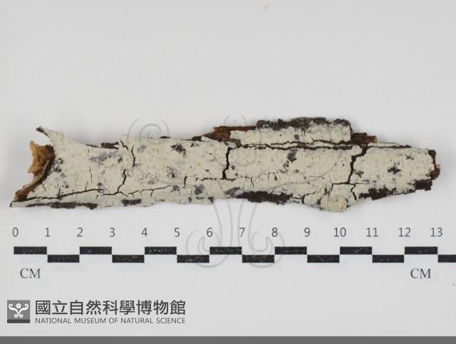 登錄號:F0034580藏品圖，第1張