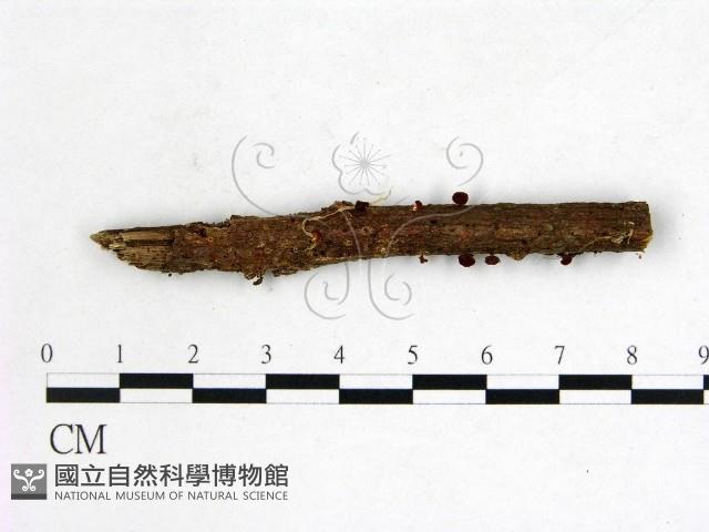 登錄號:F0022580藏品圖，第1張