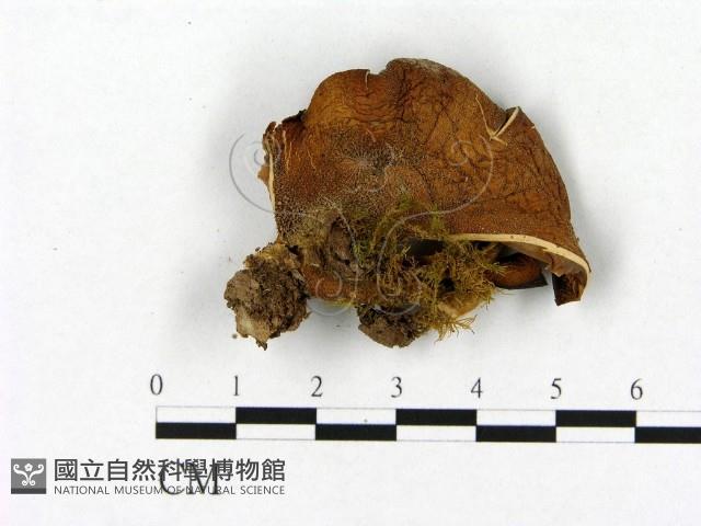 登錄號:F0012580藏品圖，第1張