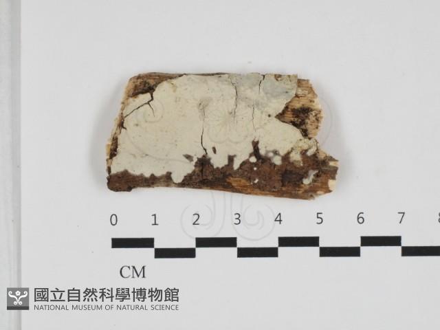 擬射脈菌屬藏品圖，第1張