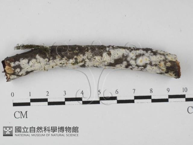 冇骨消絲齒菌藏品圖，第1張