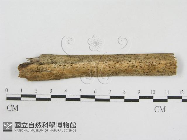 登錄號:F0007580藏品圖，第1張