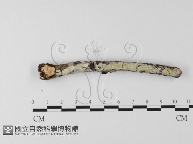登錄號:F0025580藏品圖，第1張