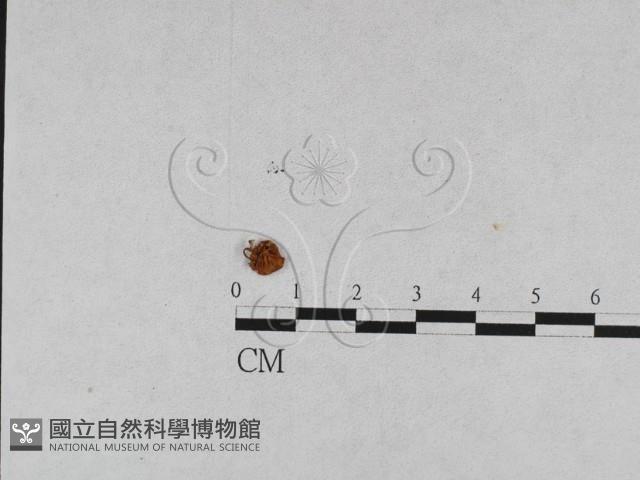 登錄號:F0015580藏品圖，第1張