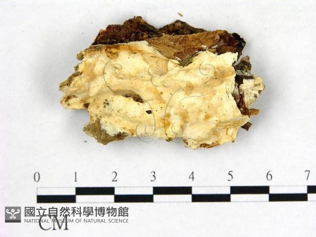 登錄號:F0009580藏品圖，第1張
