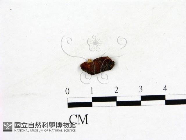 登錄號:F0019580藏品圖，第1張