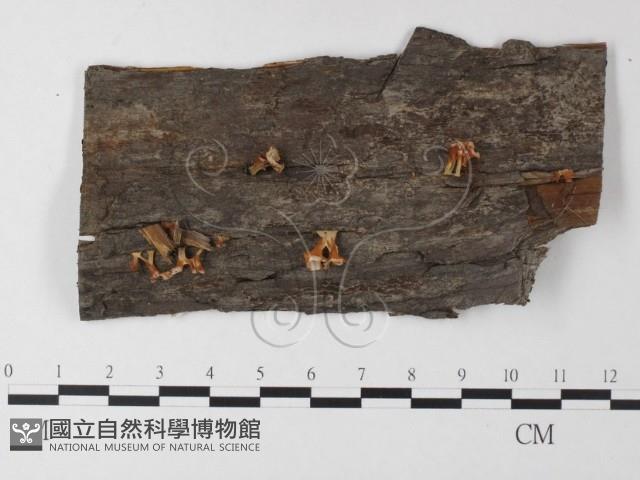 登錄號:F0023580藏品圖，第1張