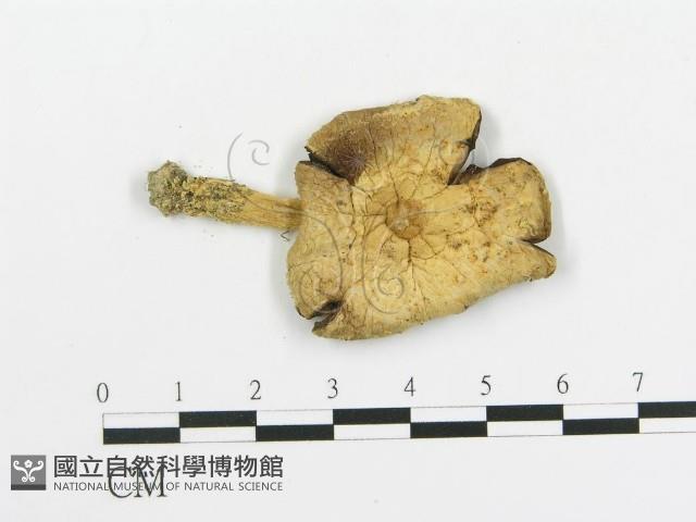 傘菌屬藏品圖，第1張