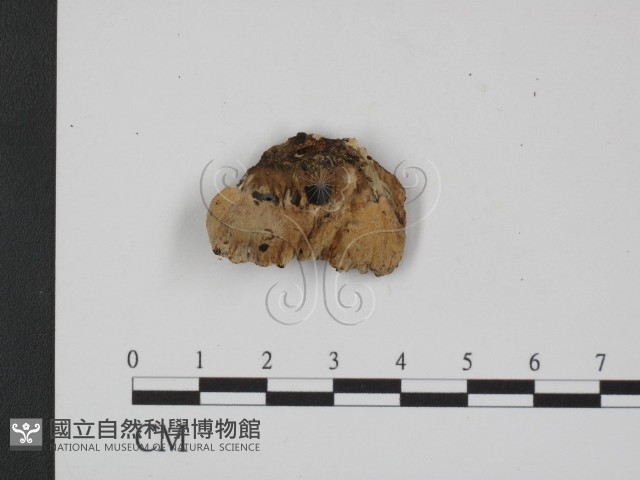登錄號:F0013580藏品圖，第1張