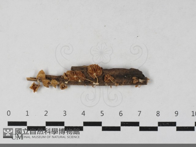 微皮傘屬藏品圖，第1張