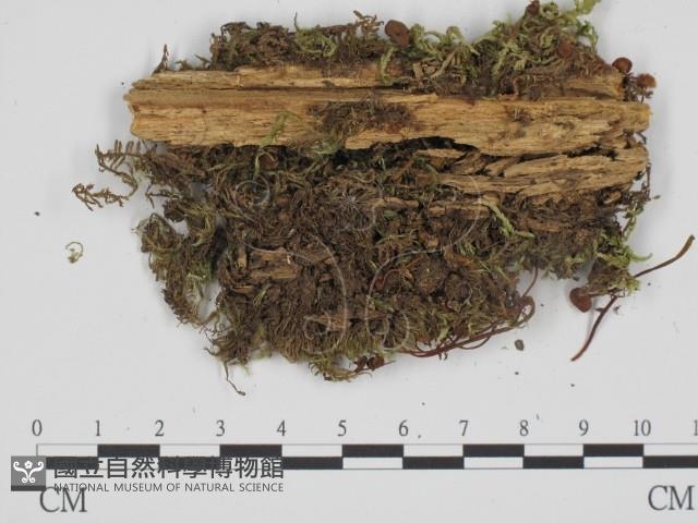 登錄號:F0008180藏品圖，第1張