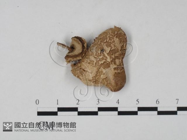 登錄號:F0020180藏品圖，第1張