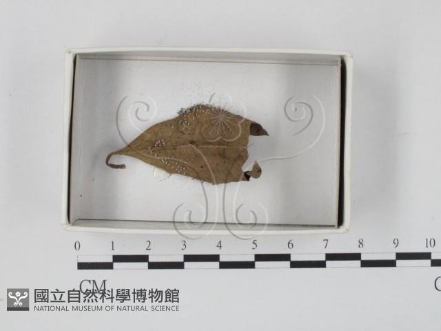 登錄號:F0021180藏品圖，第1張