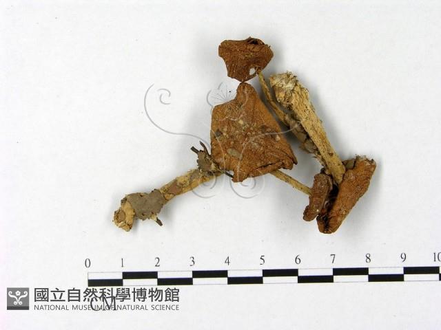 微皮傘屬藏品圖，第1張