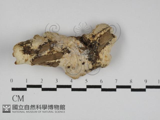 登錄號:F0031180藏品圖，第1張
