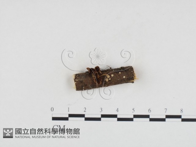 登錄號:F0024180藏品圖，第1張