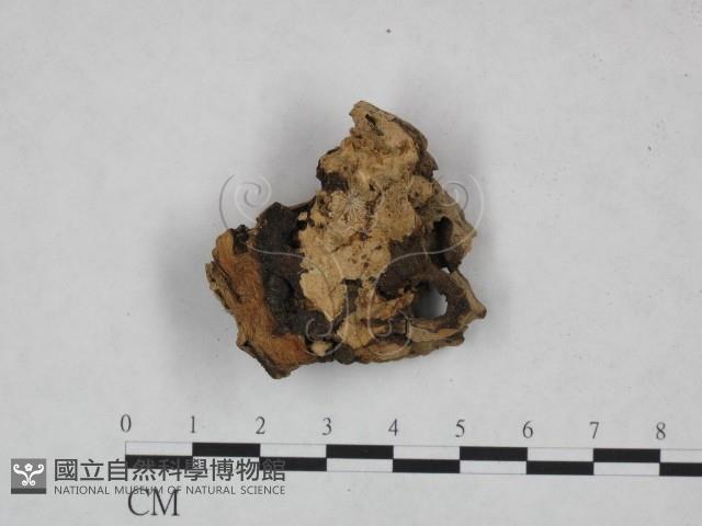 登錄號:F0022180藏品圖，第1張