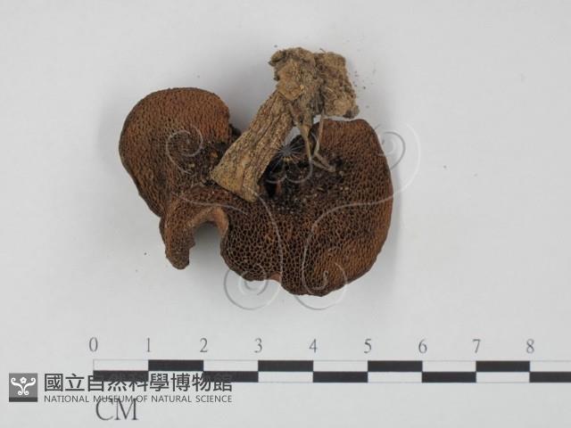 登錄號:F0002180藏品圖，第1張