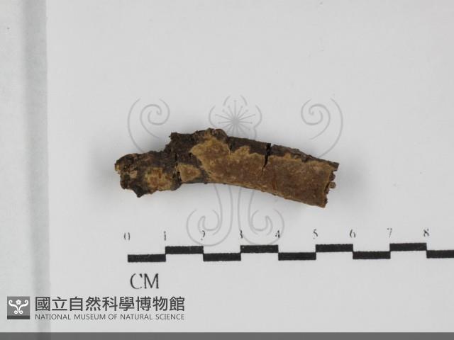登錄號:F0032180藏品圖，第1張