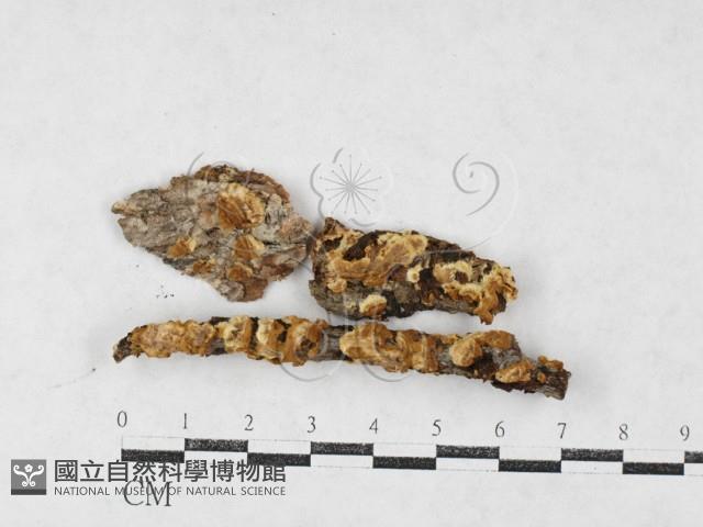 刺革菌屬藏品圖，第1張