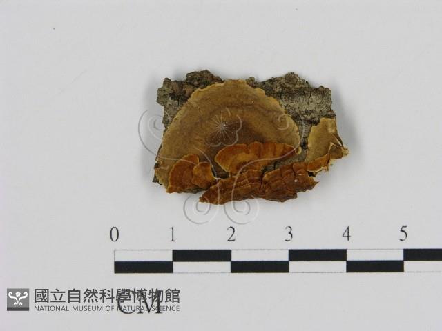 登錄號:F0007180藏品圖，第1張