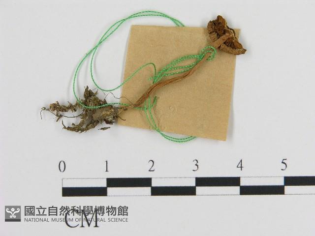 登錄號:F0017180藏品圖，第1張