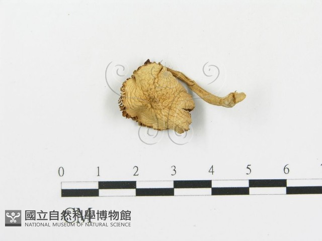 登錄號:F0005180藏品圖，第1張